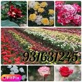 🌷Атиргул кочатлари (Соженцы розы)🌹🥀⚘️