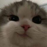 Kucing