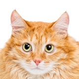 CAT POINT (тыгыдык онлайн🐾)