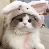 ✿. Kucing !