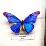 Butterfly/ آموزش مهارت زیبایی و پزشکی دکتر رفیعی