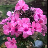 🌺Простые секреты флоксов и лилий🌺