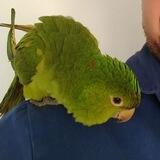 Canarinho VERDE
