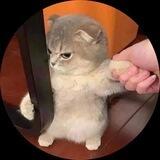 领主官方频道