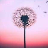 قاصدکِــ بـهـار
