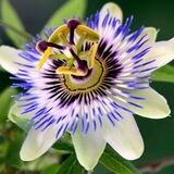 PassionForFruit