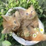𝚌𝚑𝚊𝚗𝚗𝚎𝚕 𝚌𝚞𝚝𝚎 𝚔𝚒𝚝𝚝𝚎𝚗𝚜🌾🐱
