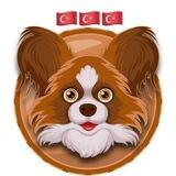 Papillon Token Türkiye 🇹🇷