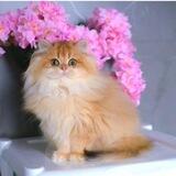پرورش اصولی گربه بریتیش و اسکاتیش (cat.bati)