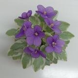 Фиалки Краснодар