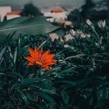 『ڪنْآنْه آلُعرآقَيَہ』