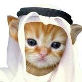 HabibiCat Portal Link