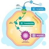 MIPT Autumn School on Cell Signaling (13-16 november)