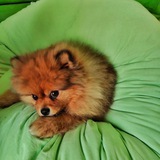 Померанский шпиц 🐕 Pomeranian Spitz 🐕 Позитивные Шпицы 🐶