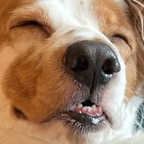 My Dog $Crypto