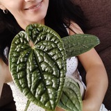 Зелёная полуфея🧚