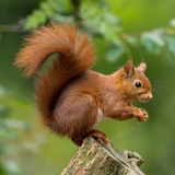 Anglo Squirrel