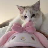 Kitty