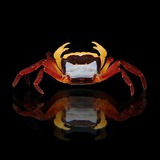 Krablab
