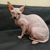 Донской Сфинкс - кошка Бастет
