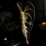 Sim’s Plants
