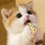 ʚ 𝗸𝗲𝗲𝗽 — @.catziehyzn