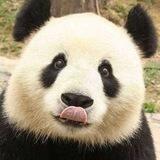 熊猫业务群