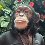 Подвал бибизьян🐵🐒🙊🙉🙈 сим пидор