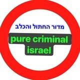 🐶 החתול 👀 והכלב 🐶