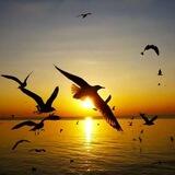 تصاویری از مقاومت - تام