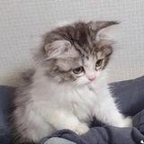 блин, полина