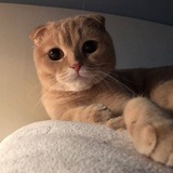 𝐀𝐎𝐒𝐇𝐈𝐌𝐀|جزیره گربه🐈💕