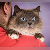 КОТАлог Дараевой