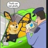 Butterfly doge / ELON MUSK TWEET