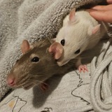 МЫШление форм 🐁🐀