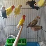 🦜 کامنت🦜
