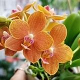 🌸 ЦВЕТОГОЛИК 🌸
