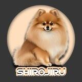SHIROJIRU // LOW TAX