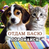 Отдам басю. Поронайск