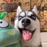内涵段子🐶吃瓜搞笑/奇趣百科