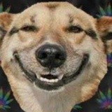 PetsBrazilChat