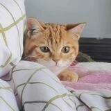 橘猫