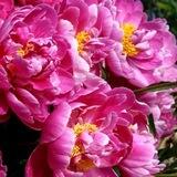 Пион🩷🌺