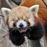 Daily Red Pandas 🧡