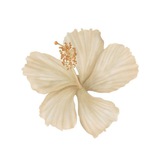 fleur sayang fluyi ❀♡.