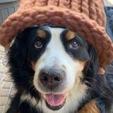 DogSwagCoin | SOL