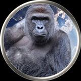 Harambe on Solana Community