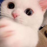 kitten ♡___♡