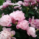Peony