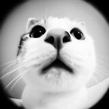 Dor's photos.
